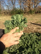 KALE -2500  Blue Scotch Curled NON-GMO Heirloom Seeds FALL CROP TIME!