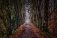 Landscape dark park trees fall path mist dirt Custom Gaming Mat Desk