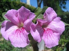 Uncarina stellulifera bonsai flower caudex rare succulents cactus seed 10 SEEDS