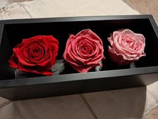 Preserved Rose Buds RED, Pink, Pale Pink In Wooded Box. 9" 4" 3"