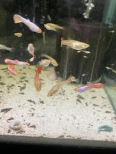 Trio Pink Salmon guppy For 32.1-2 Day Expedited Shipping