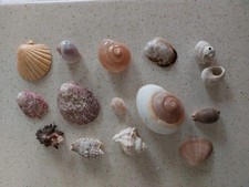 Lotto Varie Conchiglie e Lumache grandi