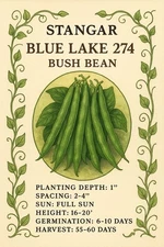 Blue Lake FM1k Green Bean (Pole) Seeds - For 2025 Planting Non-GMO Stringless