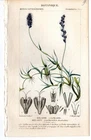 Turpin 1816 Antique hand-colored botanical print: Curly mesquite plant, decor