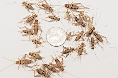 #ad Live Crickets Mix Size Small Medium Reptile Food Feeders Birds Fish $43.49