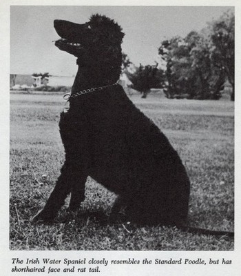 * Irish Water Spaniel - CUSTOM MATTED - Vintage Dog Art ''Photo Print'' - 1964