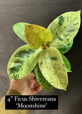 Ficus Shivereana Moonshine Variegated in 4 pot