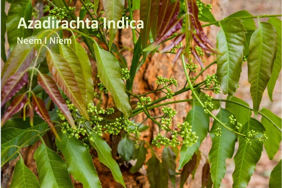 Sorion Repair Creme – Spezialpflege Bei Hautirritationen, Rötungen Und Juckreiz - Bild 4 von 4