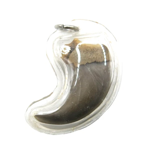 Large Vtg Thai Amulet Authentic Claw Pendant Protection Charm Lep Mee Bear No.02