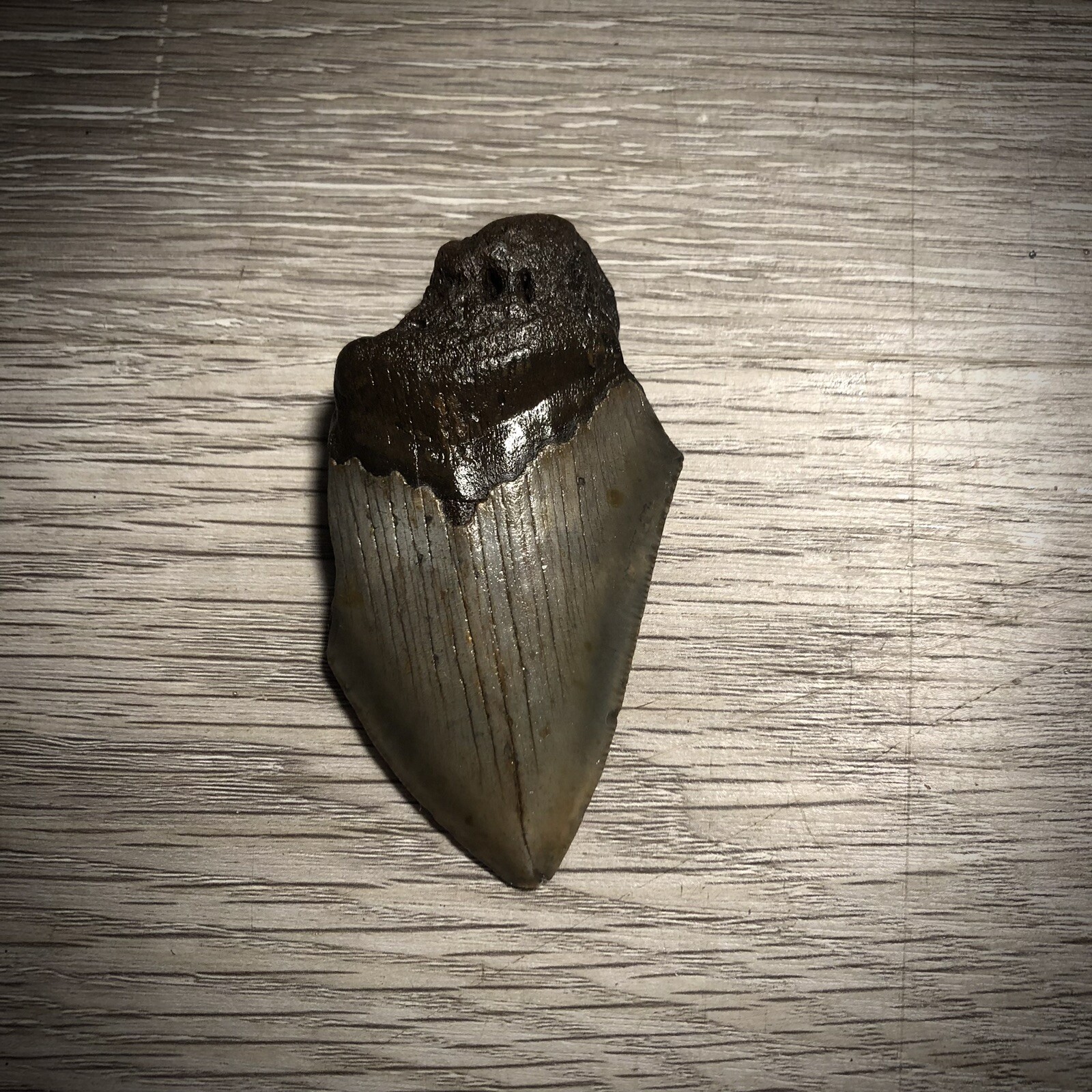 How Rare Is The Megalodon In Blooketterms Of Use - gieywfi