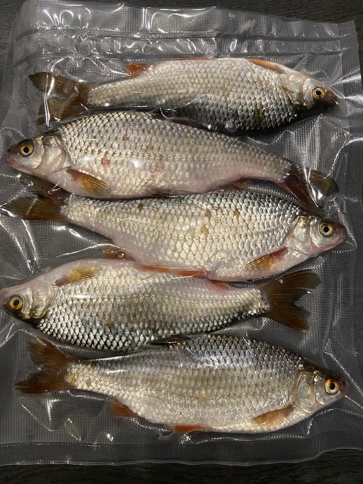 Köderfische gefroren Raubfischen Hecht Aal Zander Barsch Deadbait Pike 5-20Cm - Bild 3 von 4