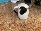Cow Print Large Herb/Powdered Sugar Shaker — photo 3