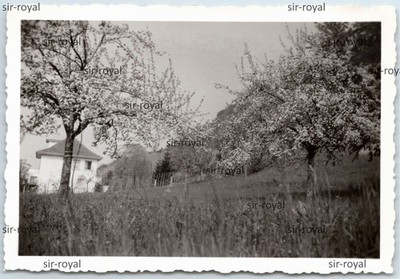 Grenzach 1943 - Meadow with House - 1940s - Photo 9x6cm
