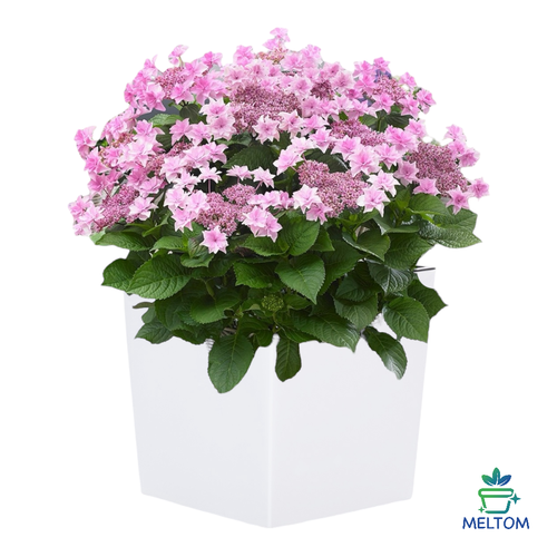 Blumentopf Pflanzkübel Hochglanz mit Einsatz & Bewässerung – Weiß XXL - Bild 6 von 6