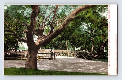 Postcard California Berkeley CA University Old Rustic Bridge Pre-1907 Unposted