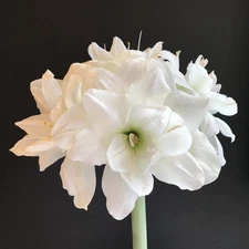 Amaryllis 'Alfresco' – Winter White Elegance (Bulb Size 26/28)