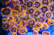 Cornbred's Supernova Palys - 1 POLYP - Frag - LIVE CORAL
