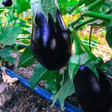Eggplant seeds, Black Beauty, 35-40 seeds per pack approx., 2025, Heirloom, USA