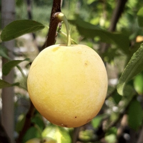 Oullins Reneklode Eierpflaume Pflaumenbaum Zwergbaum Buschbaum Halbstamm Hochst. - Bild 14 von 22