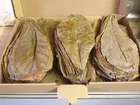 ShipFree ~100 Pieces (=200 Gram ~8") PREMIUM INDIAN ALMOND CATAPPA LEAVES discus
