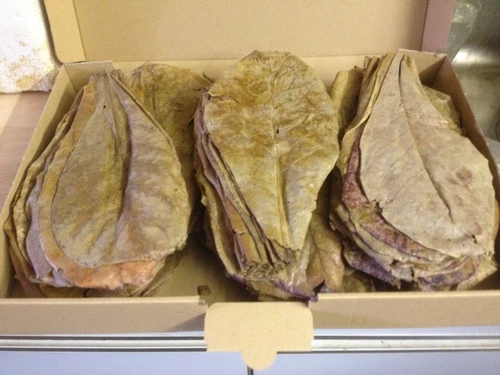 ShipFree ~100 Pieces (=200 Gram ~8") PREMIUM INDIAN ALMOND CATAPPA LEAVES discus