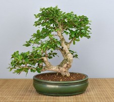 Bonsai Indoor, Fukientee (Carmona microphylla) 26022 | Bonsai-Garten-Müller
