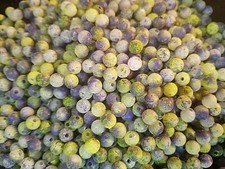 6mm Walleye Rig Custom Beads 100pk,250pk,500pk,1,000pk PURPLE TERMINATOR SUPERUV