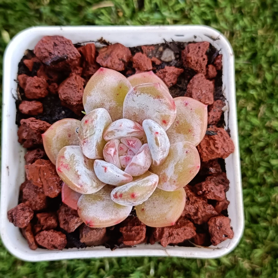 Echeveria laui x Orange monroe , hybrid 5 cm diameter,succulent - Image 2 of 4