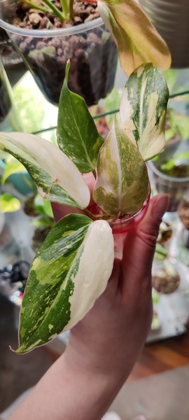 Philodendron Gloriosum Tricolor