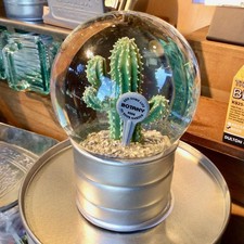 New Snow Globe Euphorbia Echinus Dalton Cactus Object Plant
