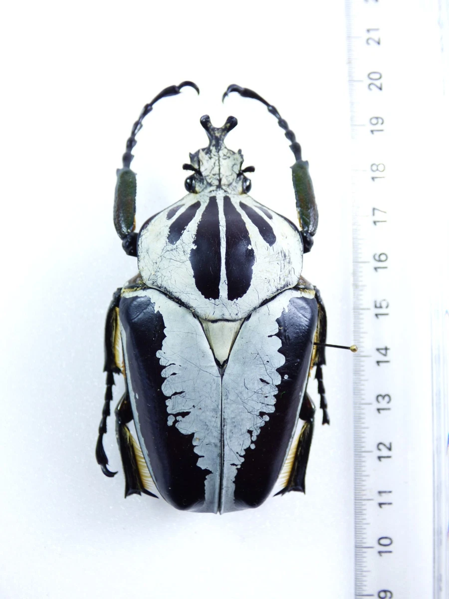 Goliathus Beetle for sale | eBay
