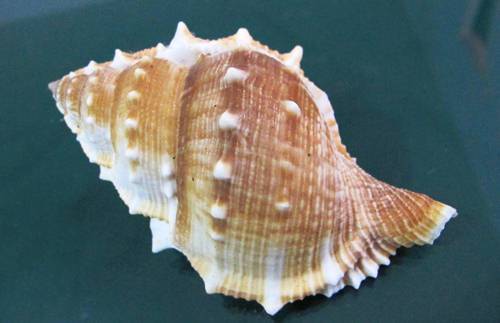 Bursa Perelegans 112;; mm F+++ ¡GRAN TAMAÑO!!!WOW!!!, - Imagen 1 de 4