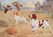 BRITTANY SPANIEL CHARMING DOG GREETINGS NOTE CARD TWO DOGS IN RURAL SETTING