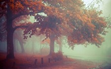 Landscape nature mist morning fall leaves trees Custom Gaming Mat Desk