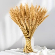 Sukh 100 Stems Dried Wheat Stalks for Decor - Sheaves Grass Primary Color 