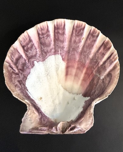 Beautiful~Large~5.5 Inch~Lion's Paw Shell~Scallop Shell~Natural Seashell~Purple
