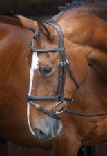 Shires Velociti Rapida Padded Raised Flash Bridle | 2 Colours | 4 Sizes