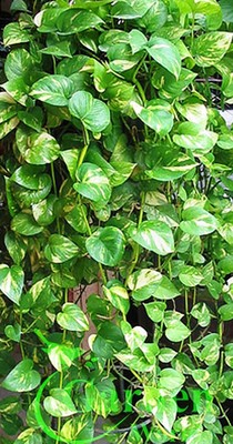 Golden Queen Pothos Vine - Devil's Ivy Snake Plant - House - Easy Care  Cutting | eBay