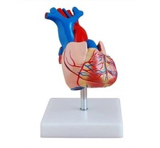 Human Heart Anatomical Model Life-Size 2 Parts for Teaching  Training