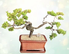 Juniper Bonsai Tree - Trained 14"H Outdoor Evergreen Juniper Procumbens Nana