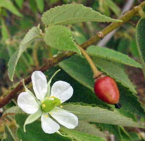 Cierre De Frutas Y Hojas De Mermelada, Cereza Jamaicana, Cereza Malaya Cereza De Las Indias Occidentales En Rama Nombre Cientifico Muntingia Calabura