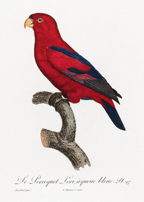 Red Lory, Eos Bornea #2 - 1800's - Francois Levaillant Bird Illustration Magnet