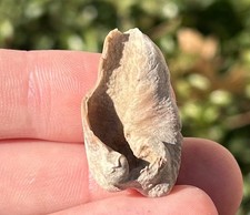 Lee Creek Fossil Cetacean Bulla Marine Mammal Ear Bones North Carolina