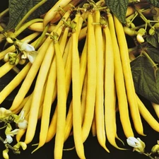 Pencil Pod Yellow Wax Bean Seeds | Gold Heirloom Green Beans Vegetable Seed 2025