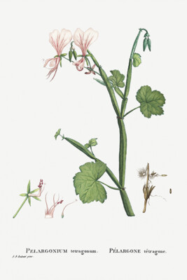 Pelargonium Tetragonum (Square Stemmed Pelargonium) - 1799 - Illustration Poster