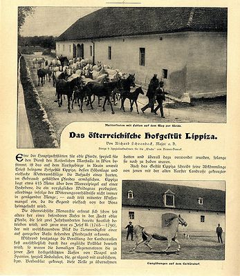 R.Schoenbeck Österreichisches Hofgestüt Lippiza k.u.k. Kaiserl. Pferdezucht 1906