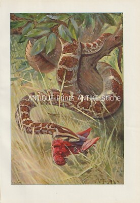 Tigerpython (Indian python) seltener Farbdruck von 1901 Wilhelm Kuhnert