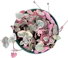String of Hearts (Ceropegia Woodii) 4inch Pot Veriegated Healthy Rooted Vines