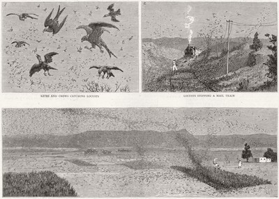 INDIEN. Heuschreckenpest Nord. Drachen, Krähen, Zug, Ernten 1891 alter antiker Druck