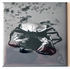 Crabs on the Beach FRIDGE MAGNET